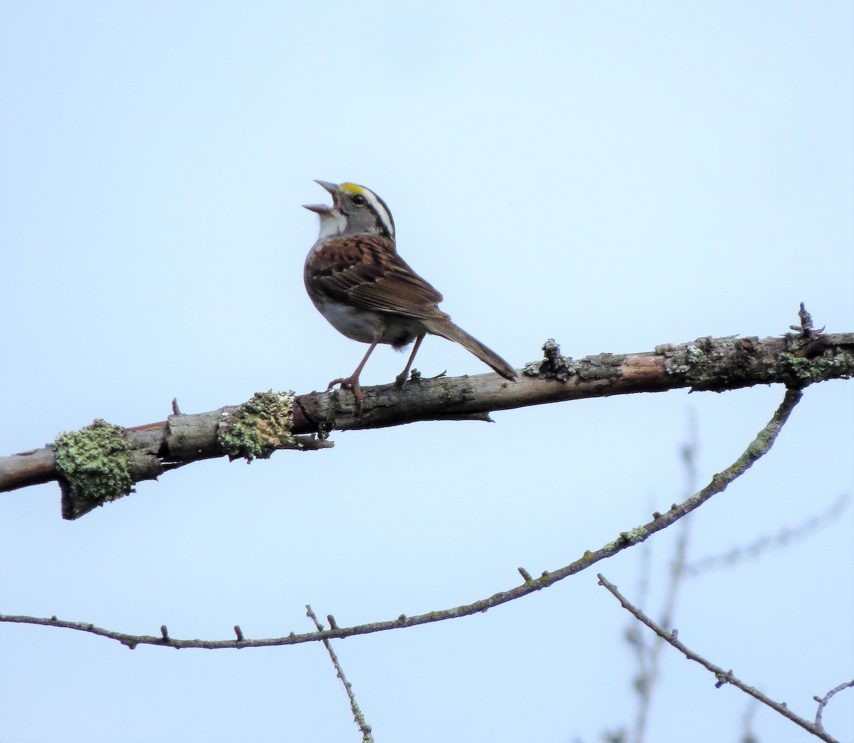 White-throated Sparrow - Lynn Barber