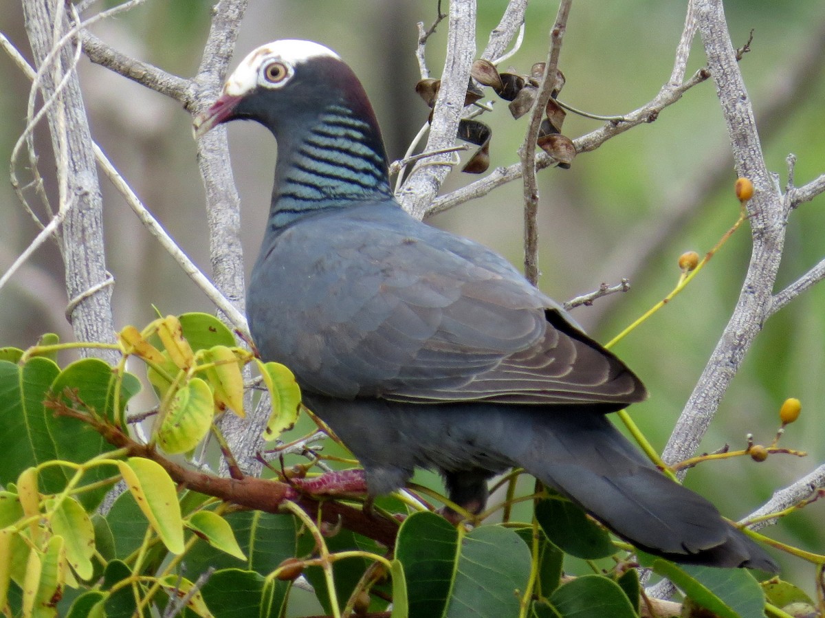 White-crowned Pigeon - ML352644701