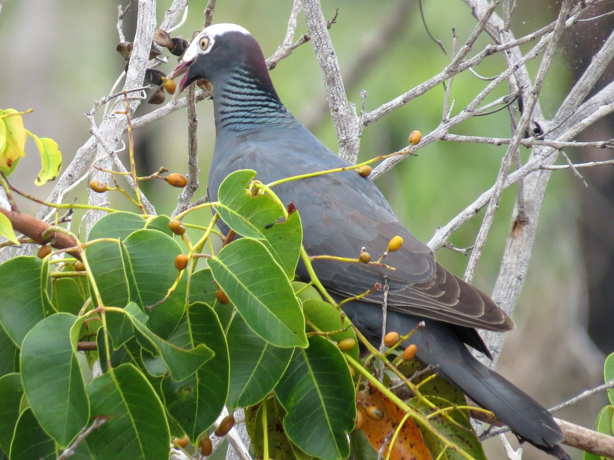 White-crowned Pigeon - ML352644721