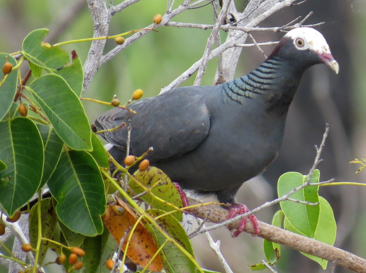 White-crowned Pigeon - ML352644731