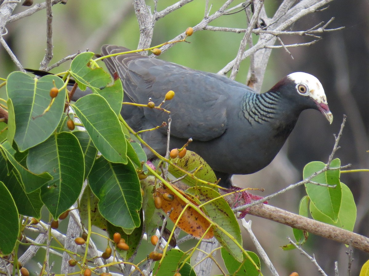 White-crowned Pigeon - ML352644741