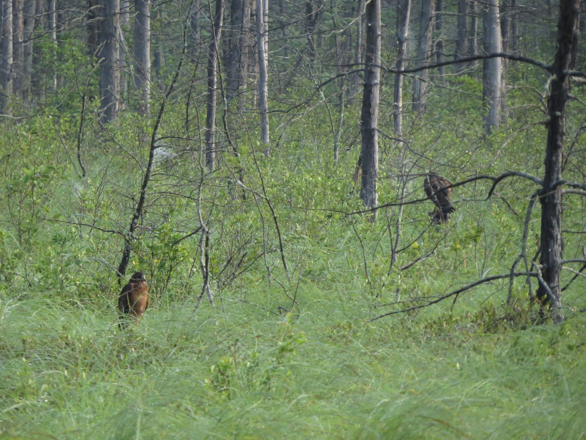 Northern Harrier - Lynn Barber