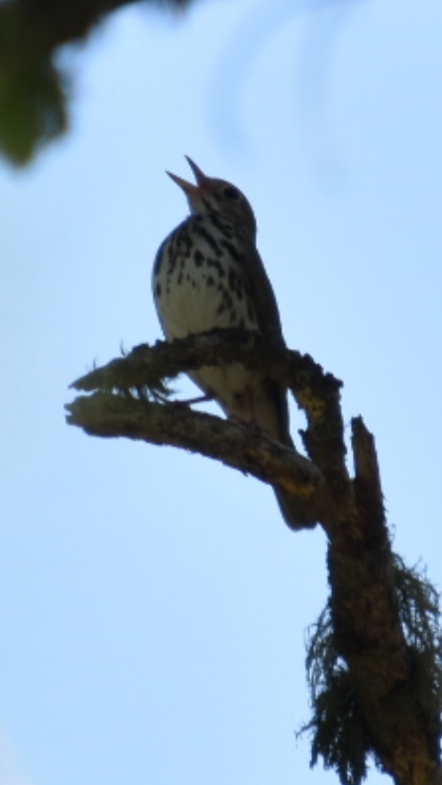 Ovenbird - ML352646051