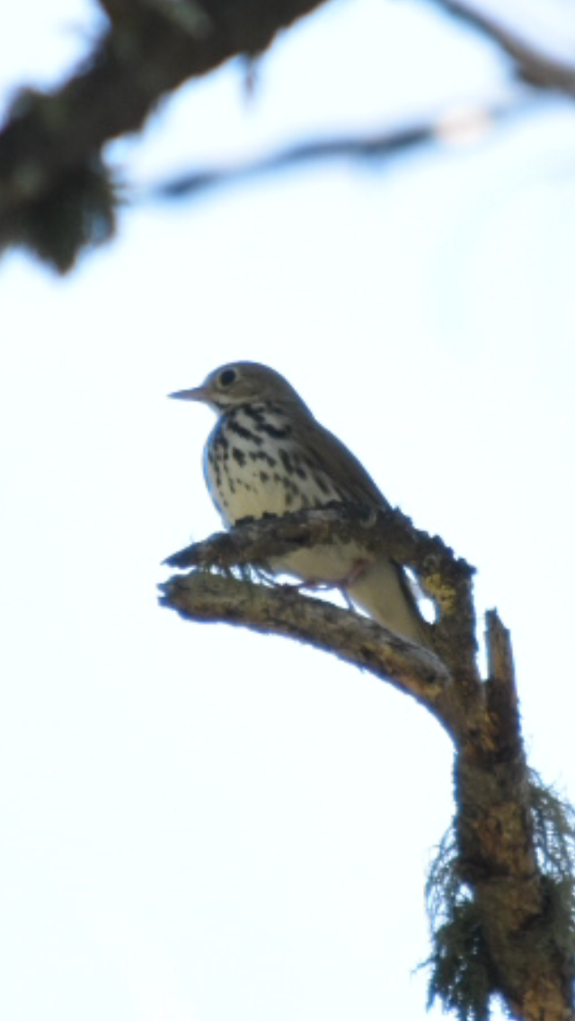 Ovenbird - ML352646061