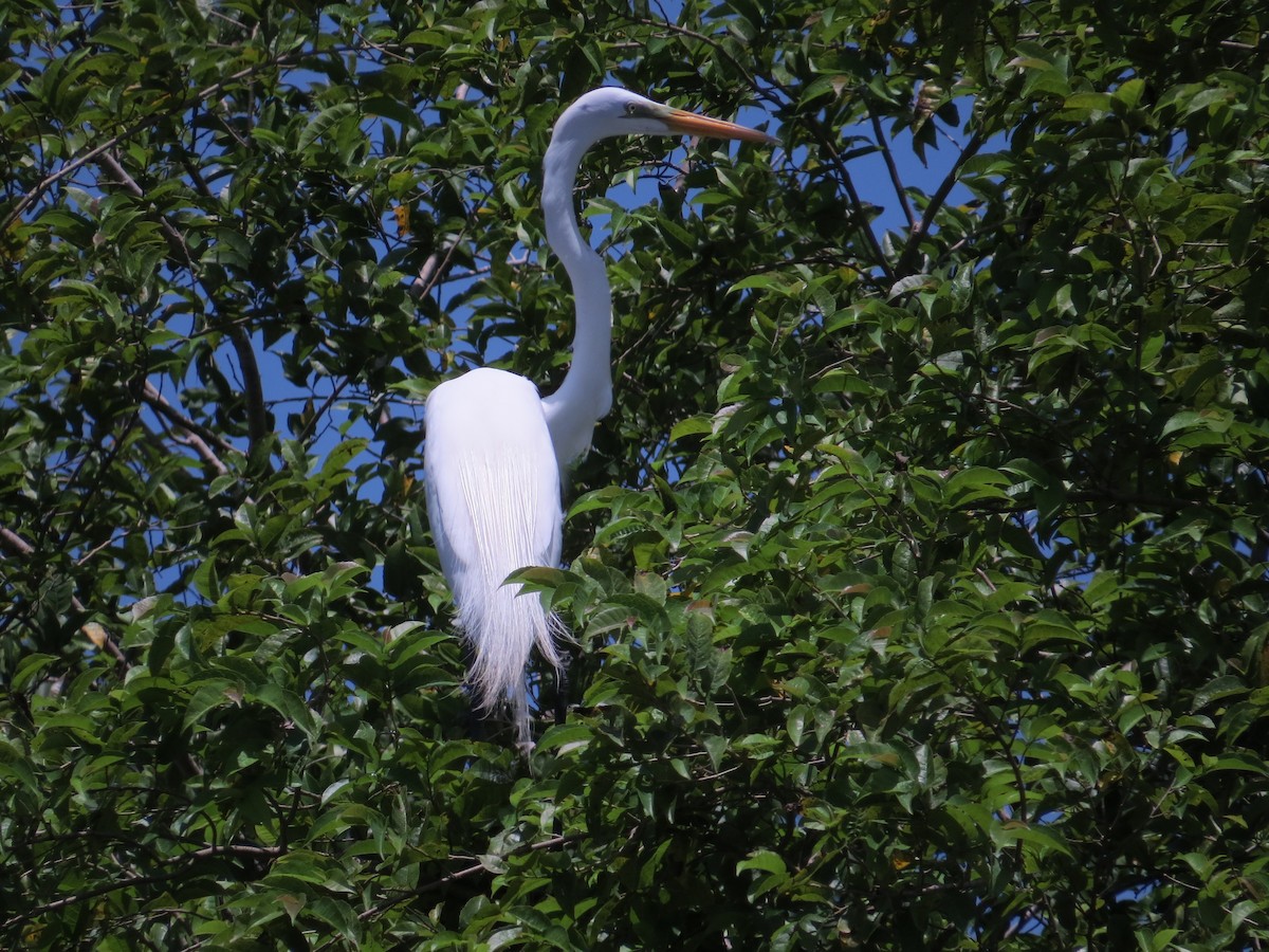 Great Egret - ML352646761