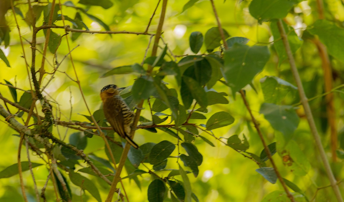 Ochre-collared Piculet - ML352650231