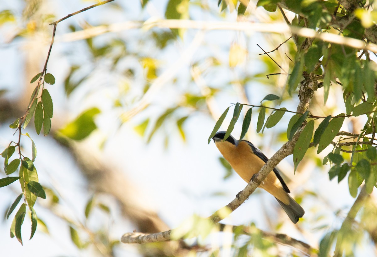 Fawn-breasted Tanager - ML352650341