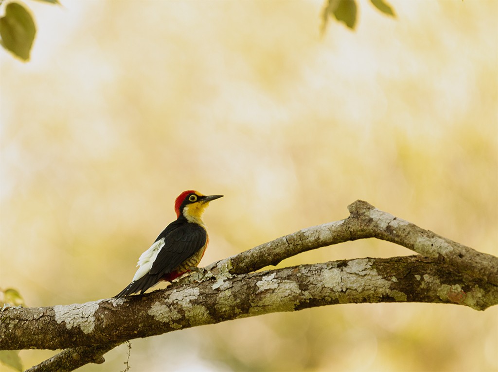 Yellow-fronted Woodpecker - ML352650441