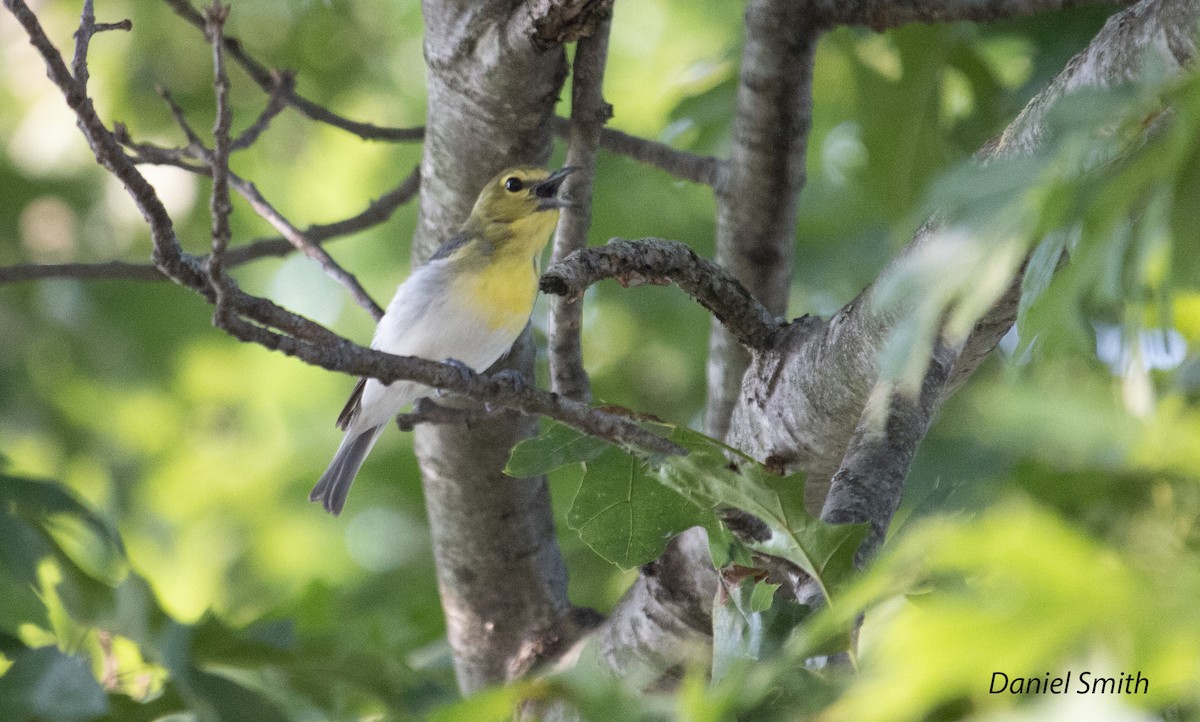 Yellow-throated Vireo - ML352651561