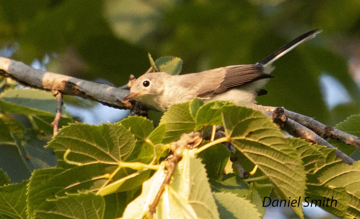 Blue-gray Gnatcatcher - ML352652031