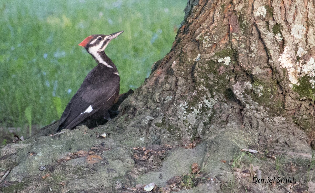 Pileated Woodpecker - ML352652331