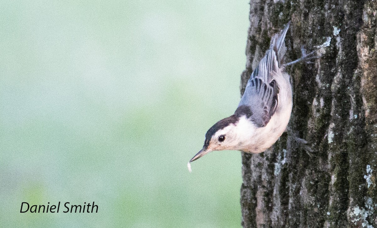 White-breasted Nuthatch - ML352652681