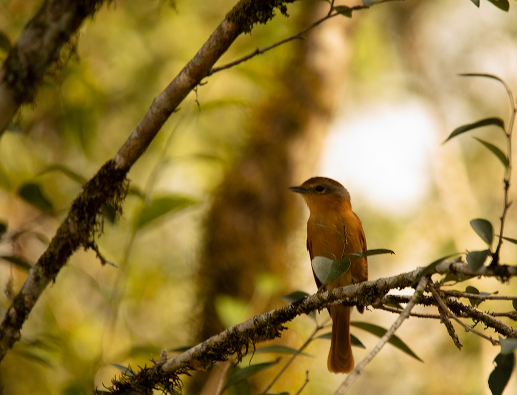 Chestnut-crowned Becard - ML352652971