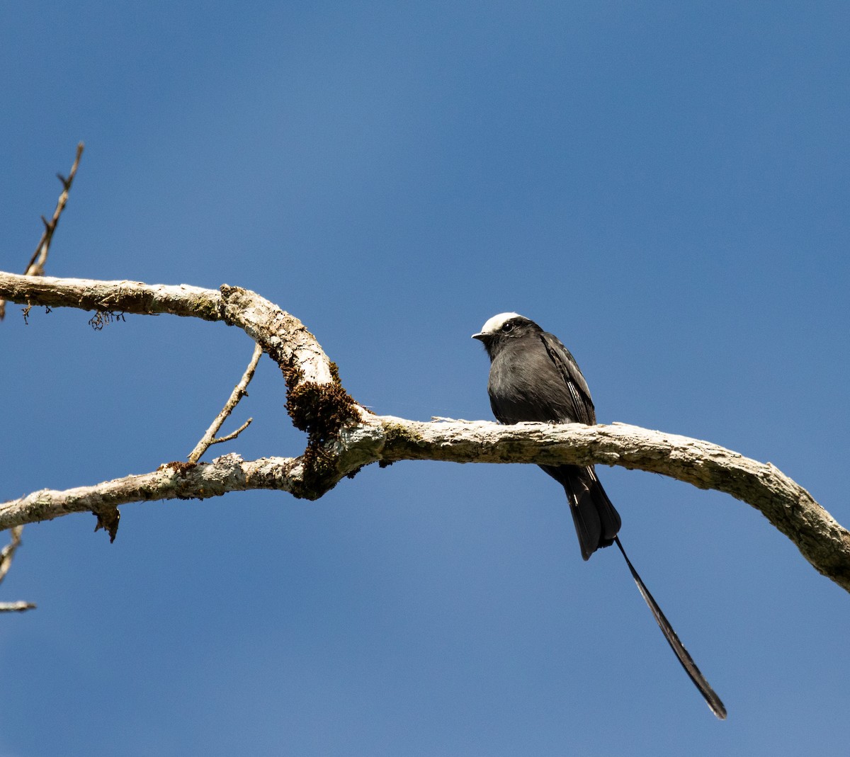 Long-tailed Tyrant - ML352653601