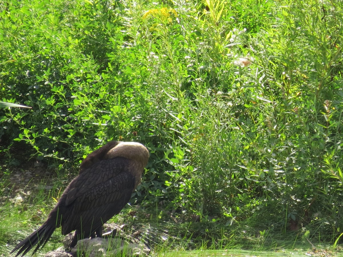 Cormoran à aigrettes - ML35265471