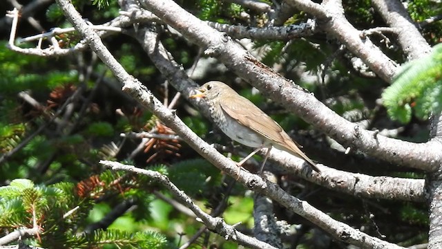 Bicknell's Thrush - ML352654711