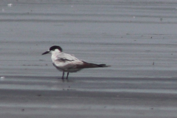 Common Tern - ML352655371