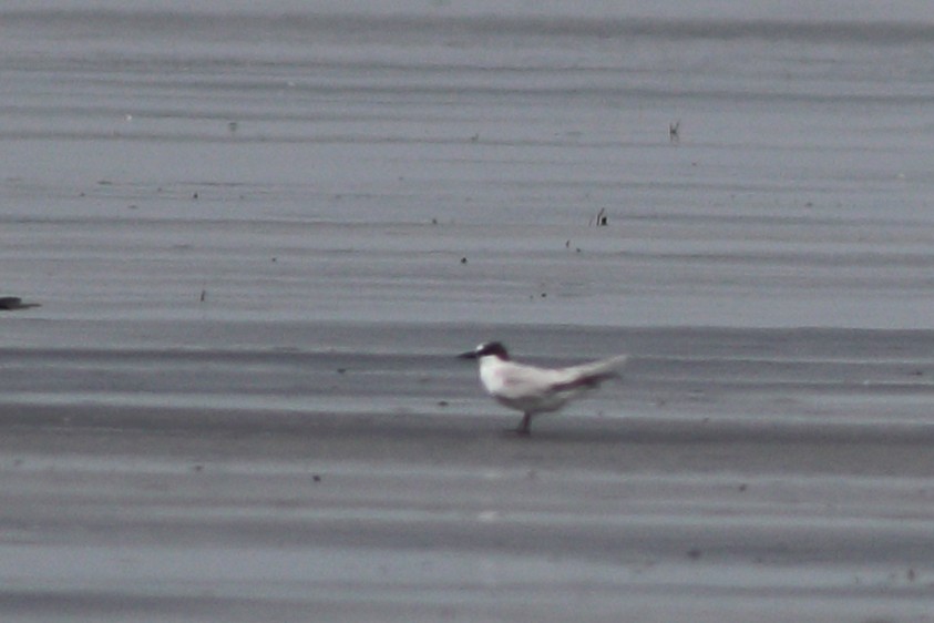 Little Tern - ML352655681