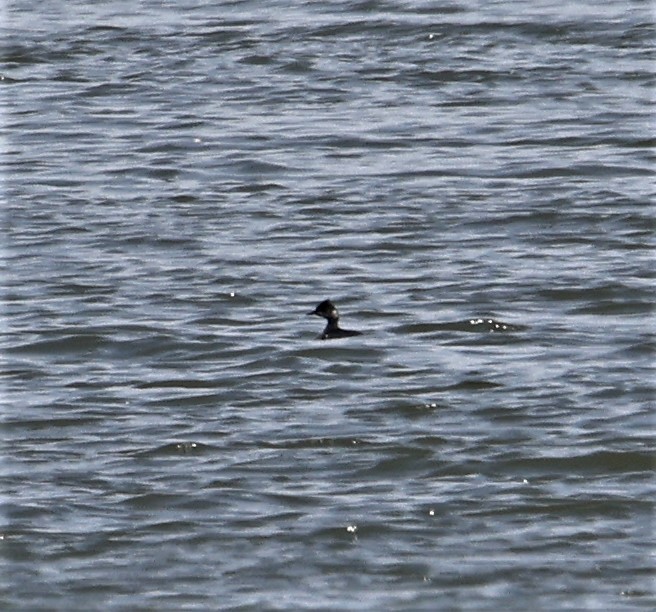 Eared Grebe - ML352658281