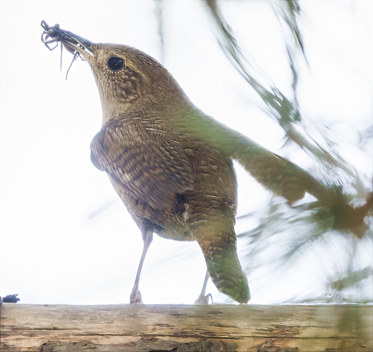 House Wren (Northern) - ML352659191