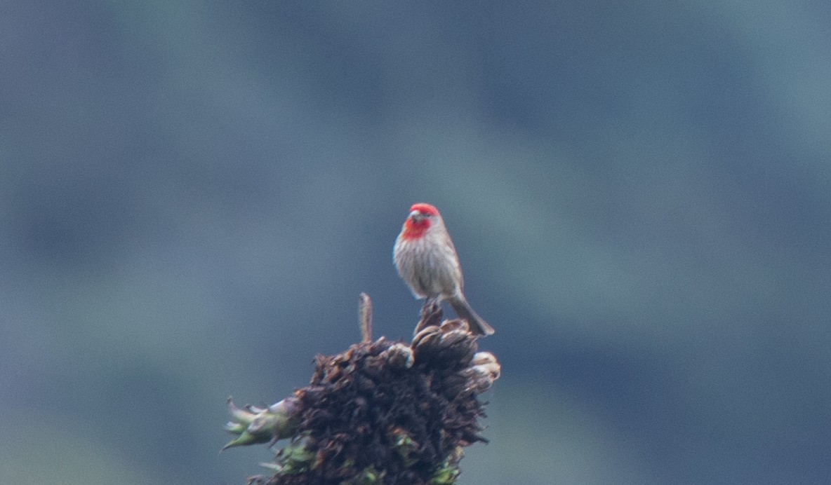 House Finch - ML352659391