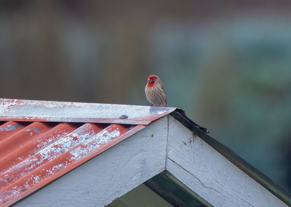 House Finch - ML352659461