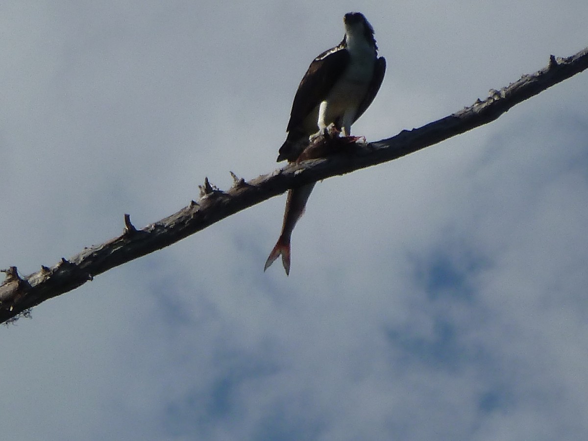 Águila Pescadora - ML352659651