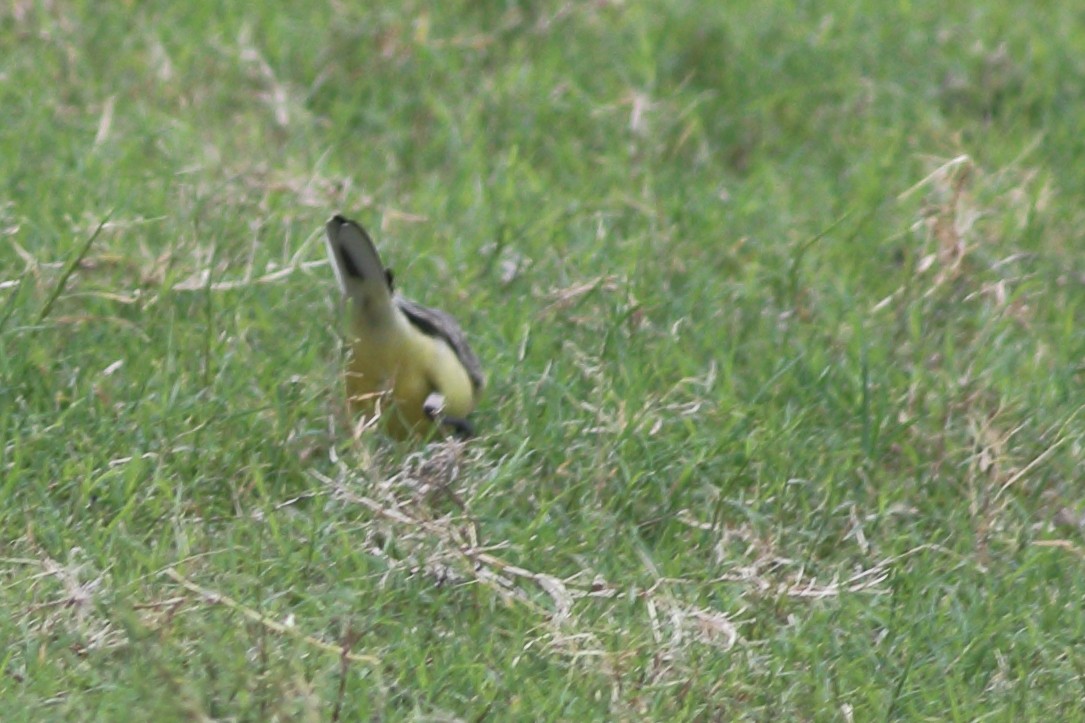 Eastern Yellow Wagtail - Dibyendu Ash