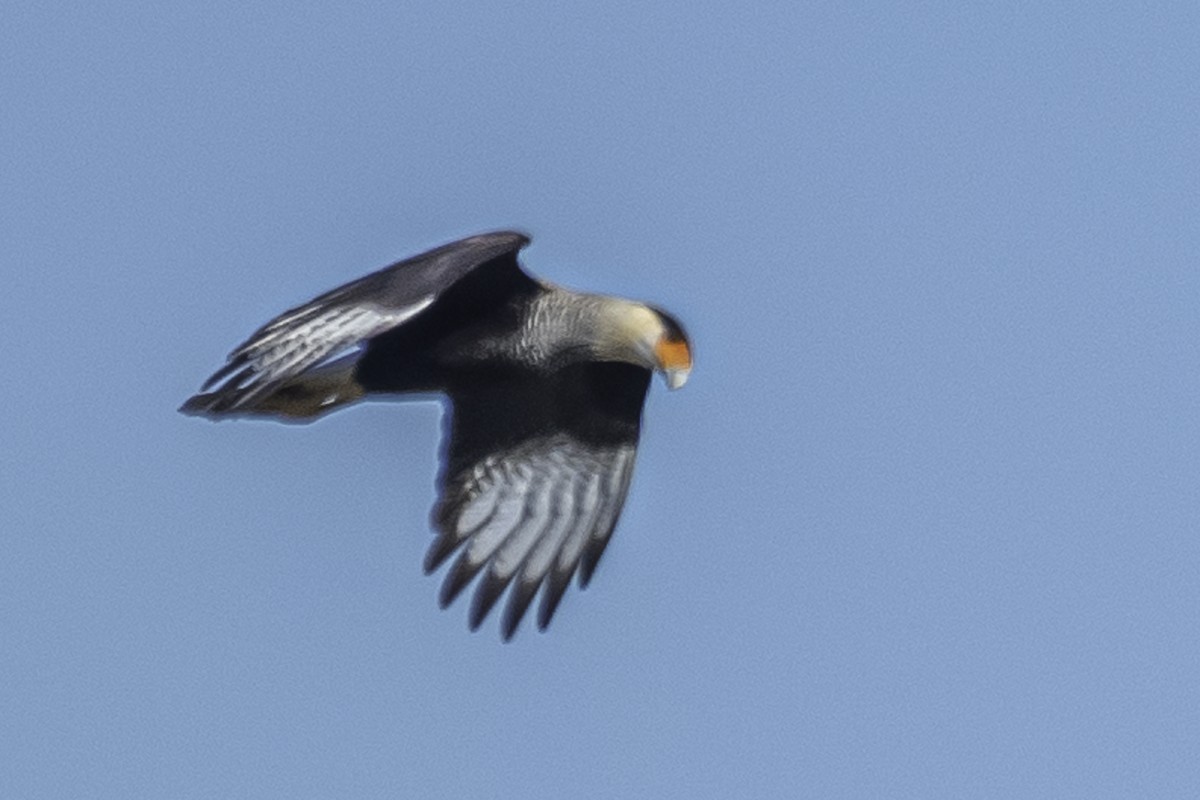 Crested Caracara (Southern) - ML352662531