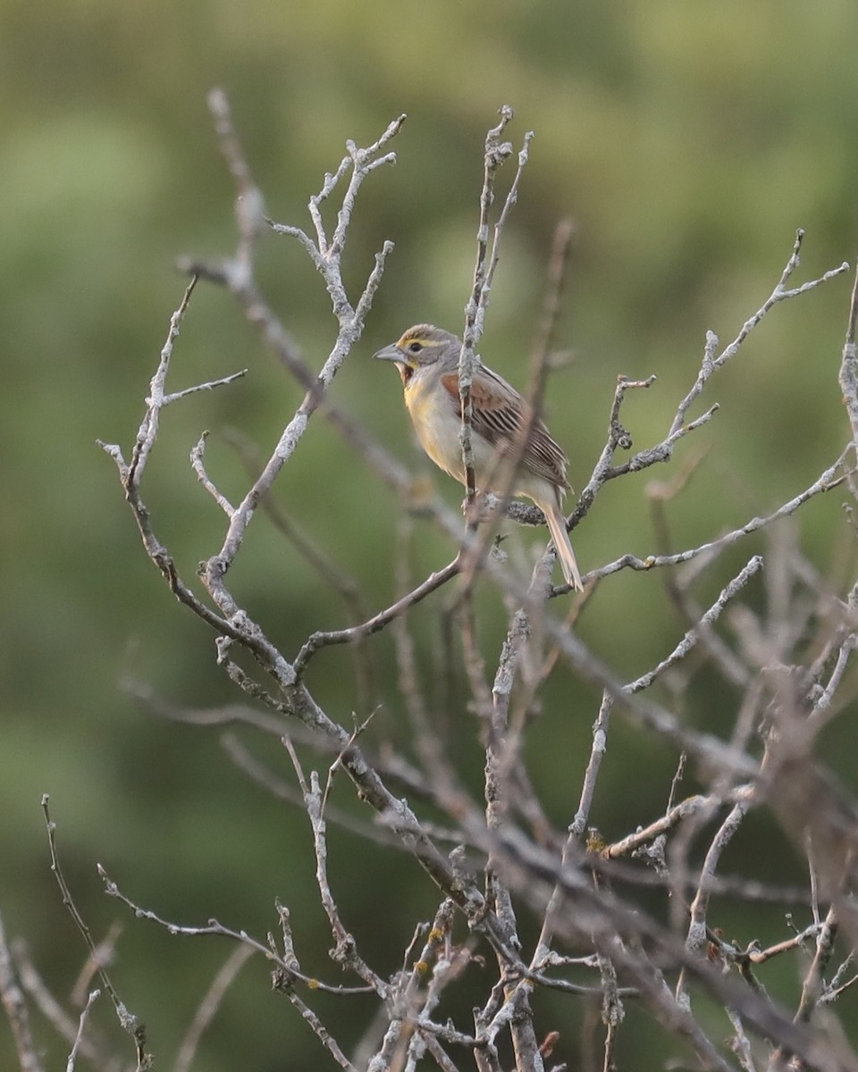 Dickcissel d'Amérique - ML352664331