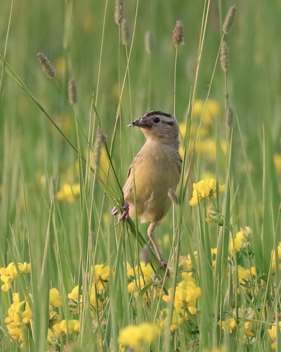 bobolink americký - ML352664561