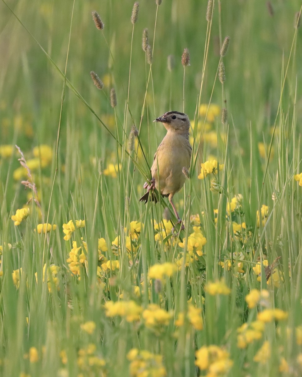 bobolink americký - ML352664601