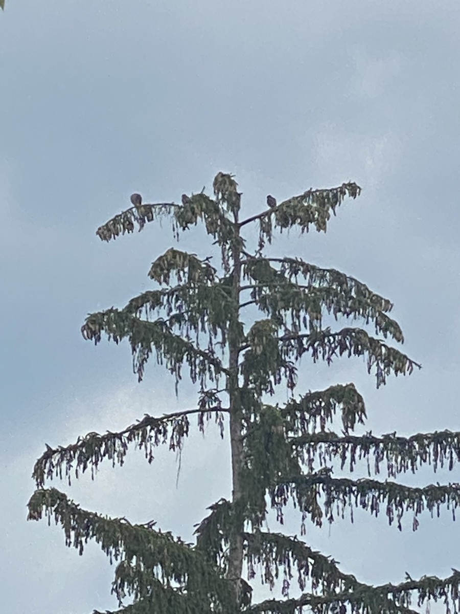 Merlin - ML352665541