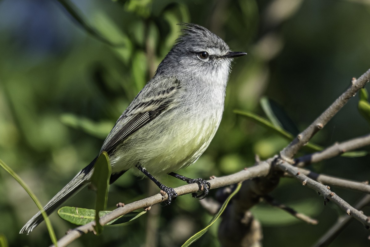 White-crested Tyrannulet (Sulphur-bellied) - ML352666671