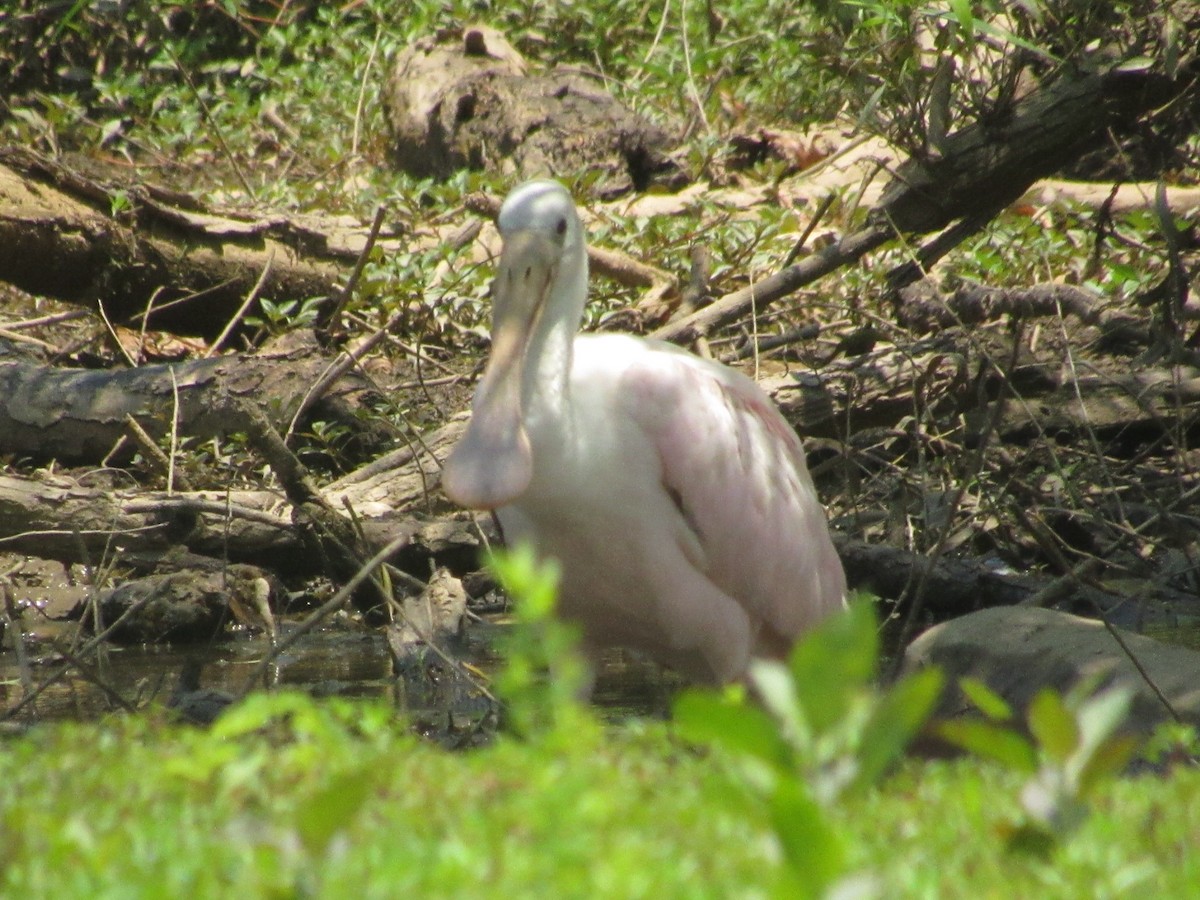 Roseate Spoonbill - ML352666761
