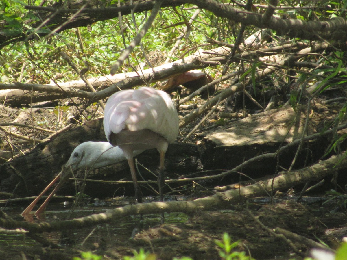 Roseate Spoonbill - ML352666771