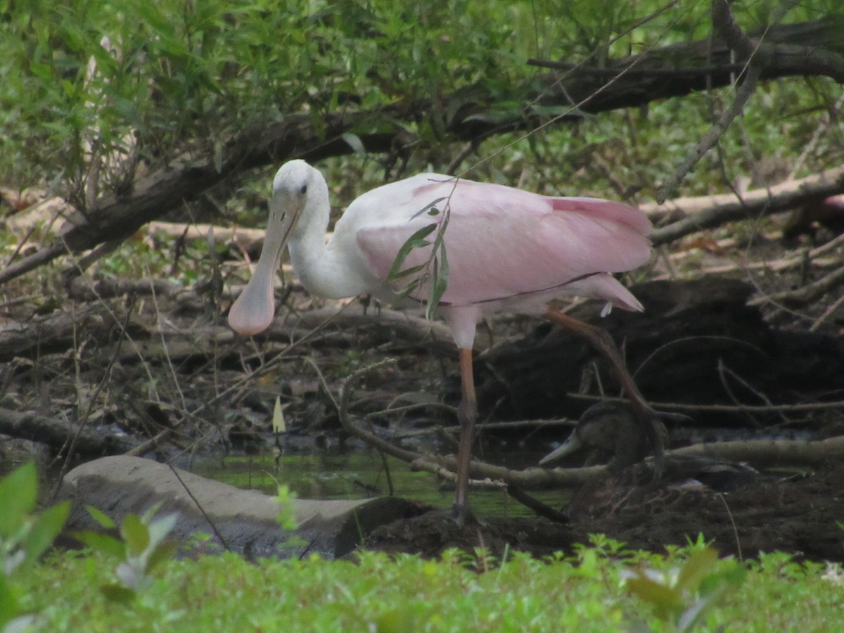 Roseate Spoonbill - ML352666801