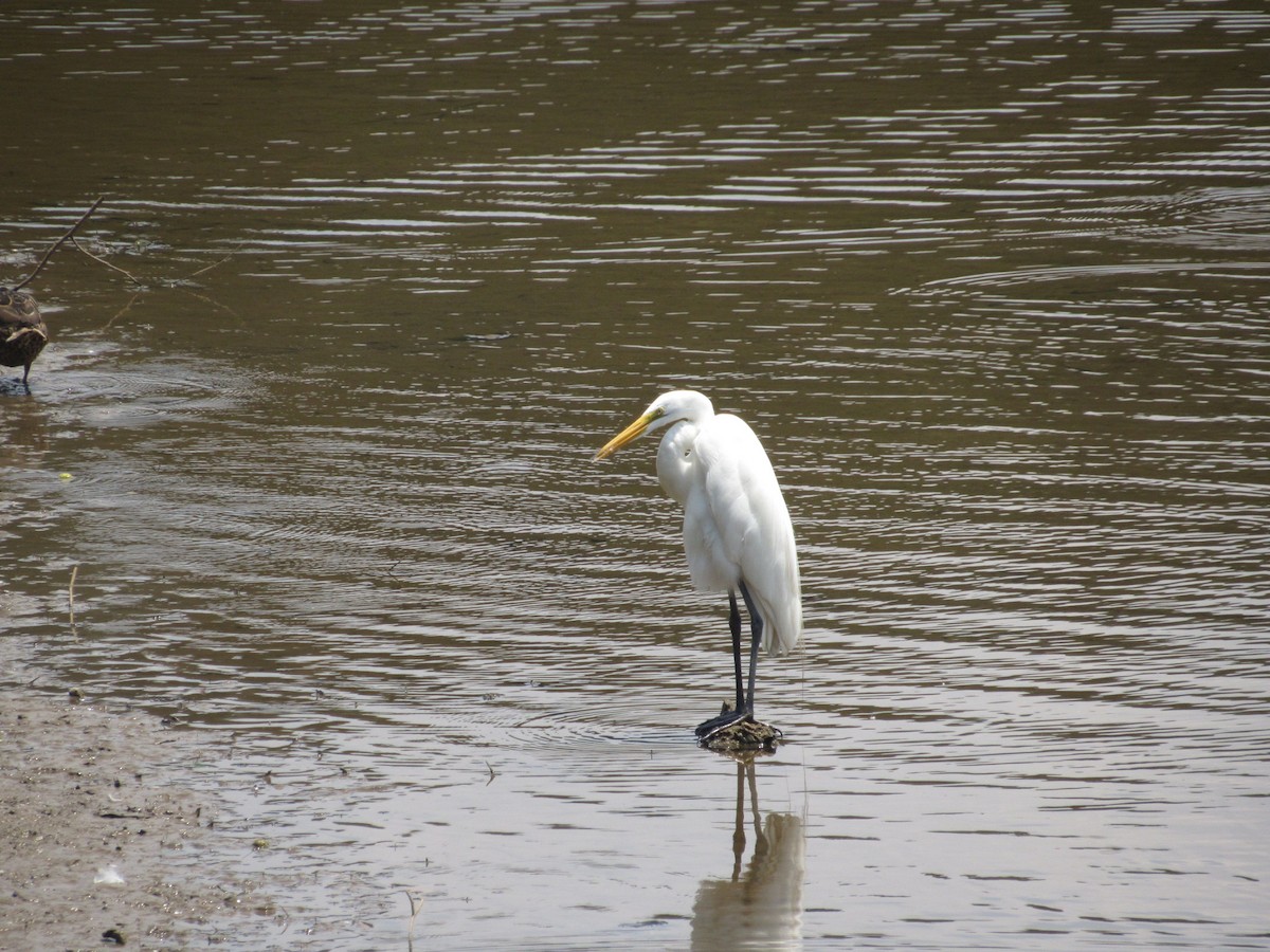 Great Egret - ML352666821