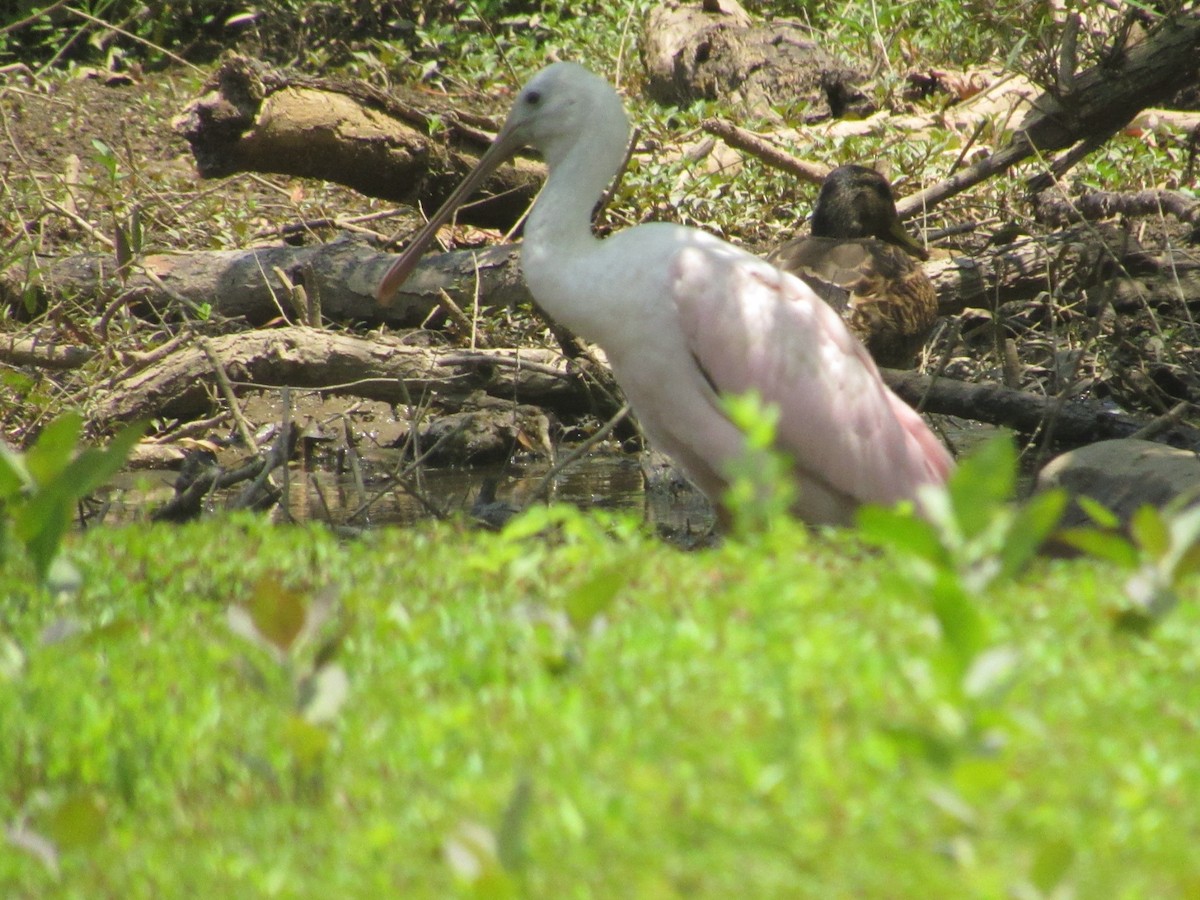 Roseate Spoonbill - ML352666851