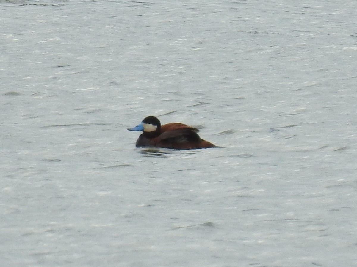 Ruddy Duck - ML352668161