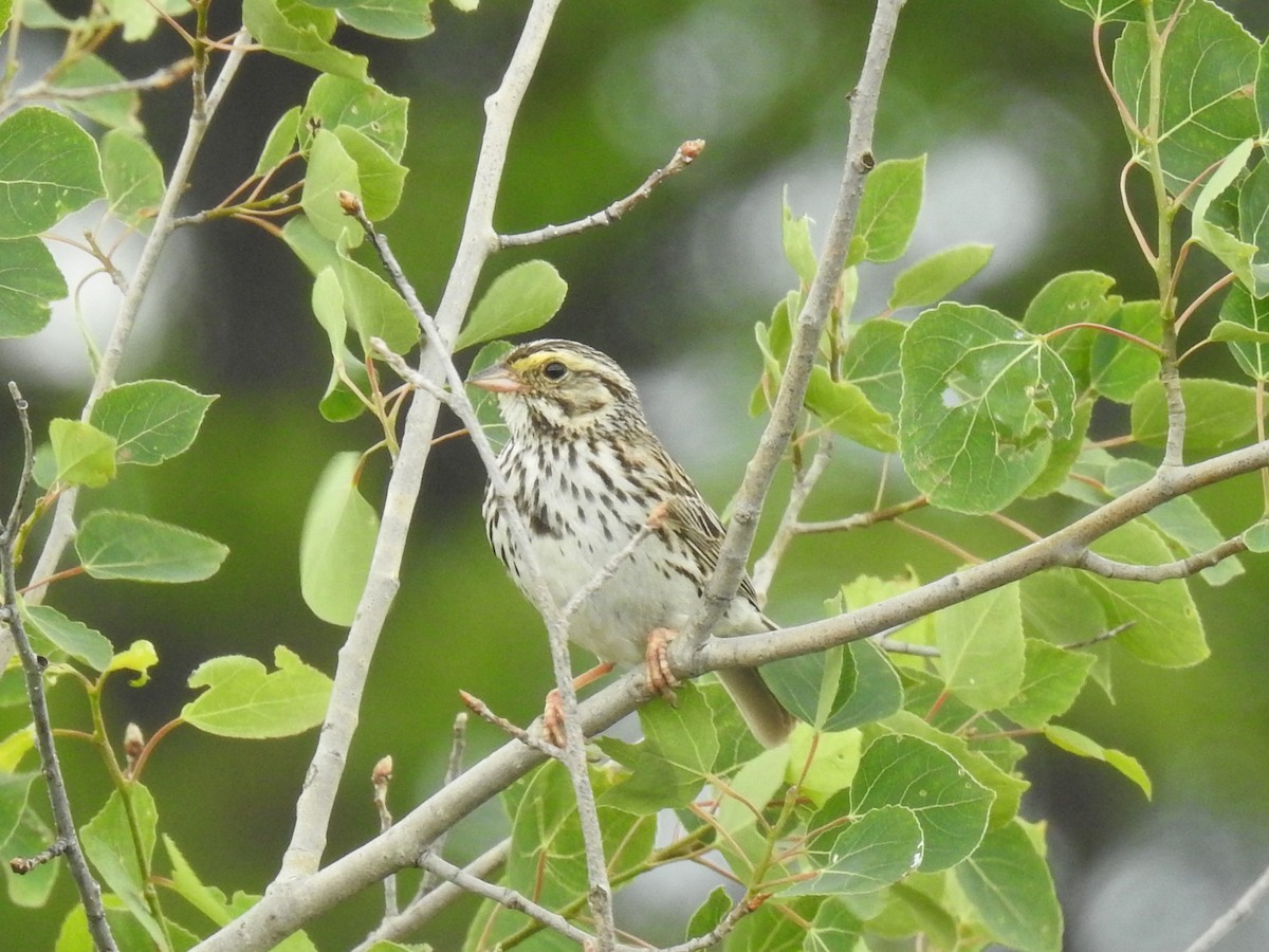 Savannah Sparrow - ML352668391