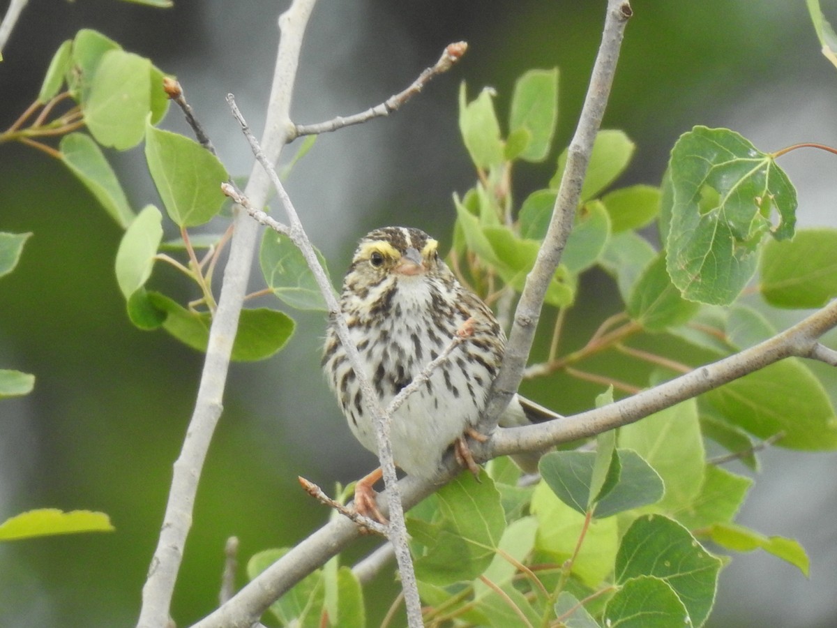 Savannah Sparrow - ML352668491