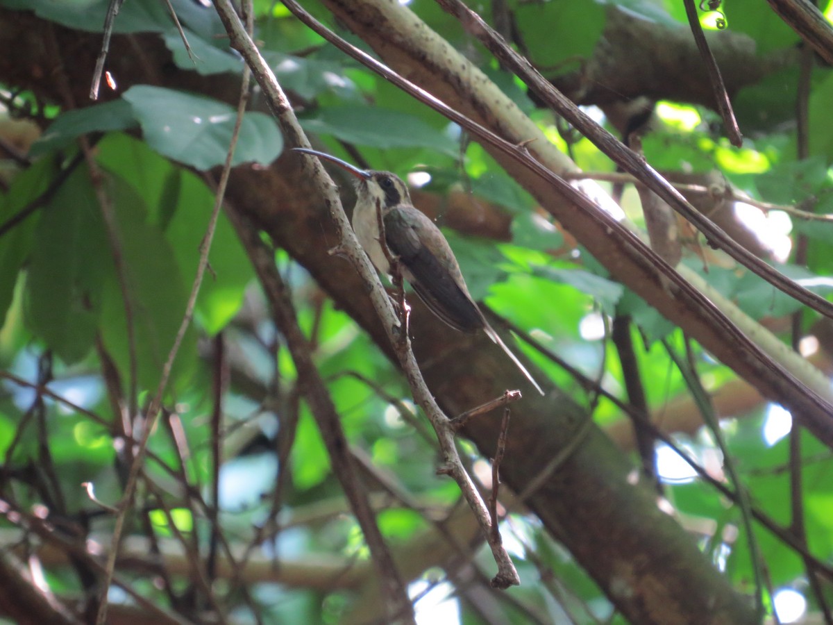 Светлобрюхий колибри-отшельник - ML352668901