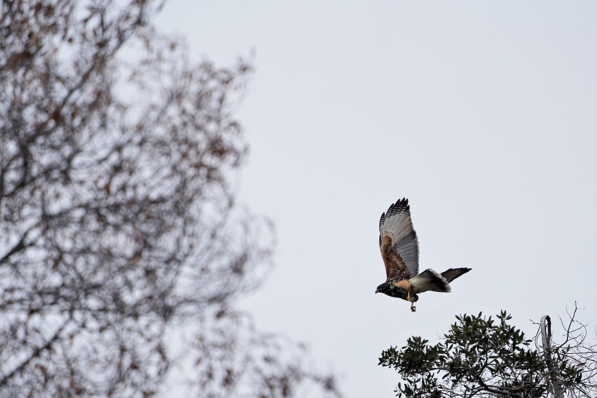Harris's Hawk - ML352669541