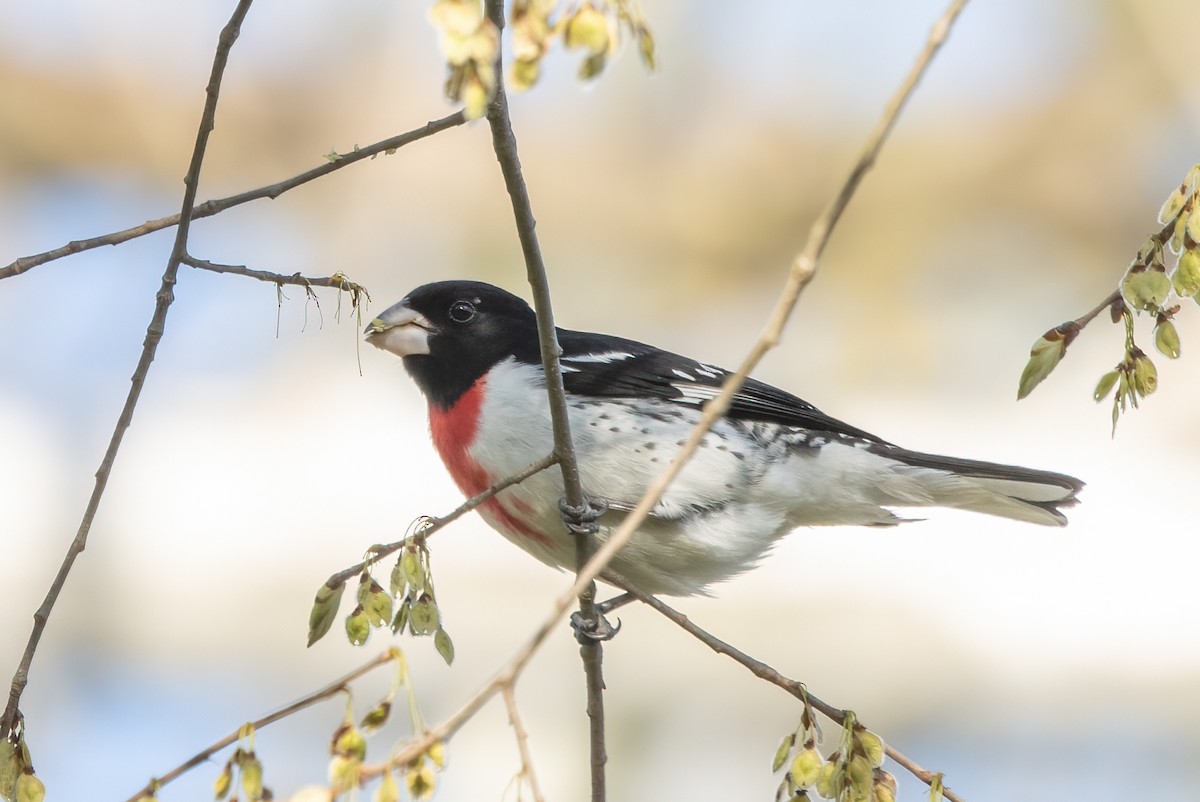 Rose-breasted Grosbeak - Kalpesh Krishna
