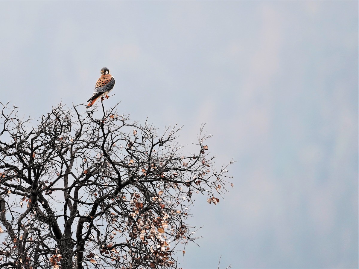 American Kestrel - ML352669771