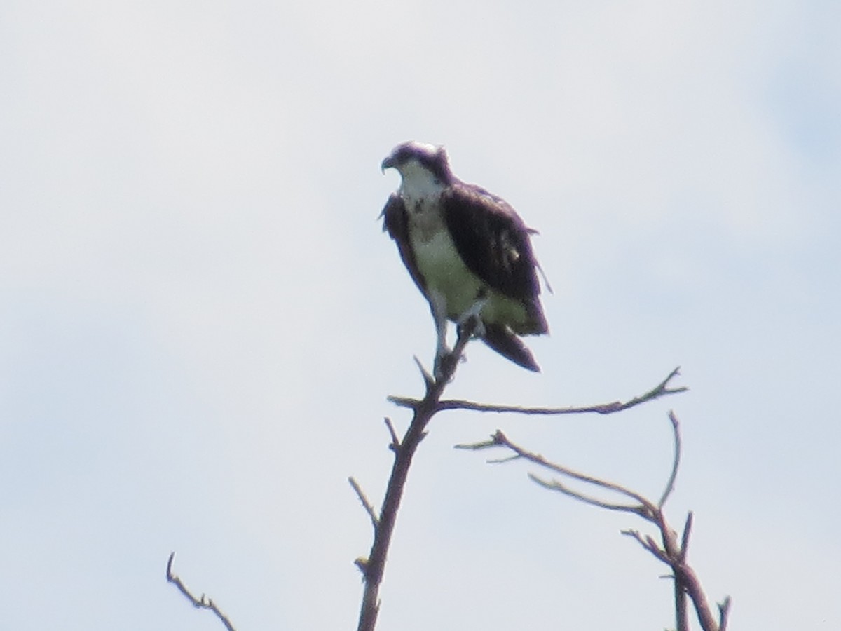 Osprey - ML352669961