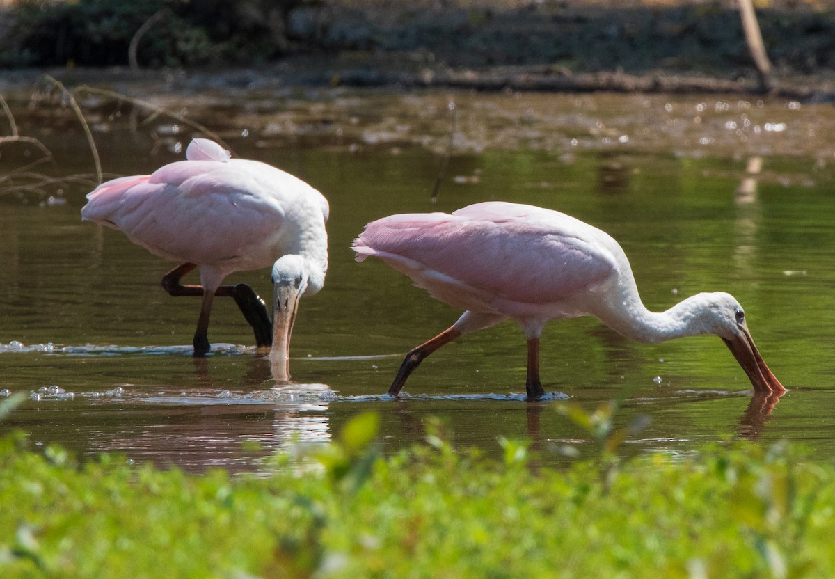 Roseate Spoonbill - ML352671211