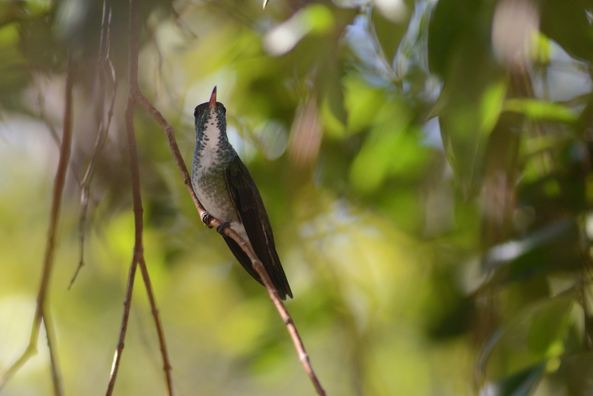 Amazilia Versicolor - ML352673081