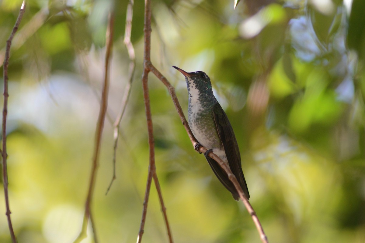 Amazilia Versicolor - ML352673111